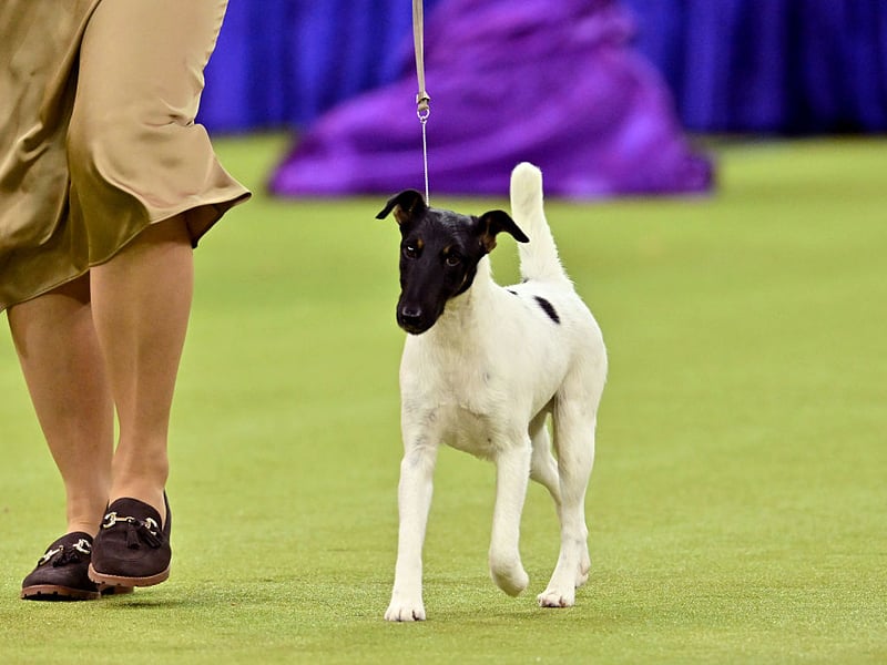 Yet another terrier completes our list - the Smooth Fox Terrier. There were over double the Kennel Club registrations in 2025 compared to the year before, rising from 45 to 92 - an increase of 47.