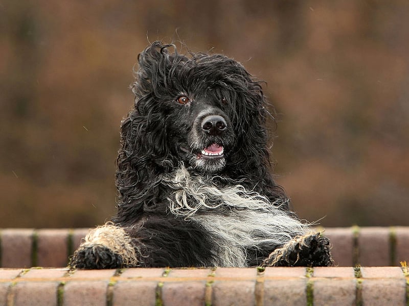 Another dog that's no longer such a rarity with British owners is the Portuguese Water Dog. Just 107 were registered in 2024. That grew by 74 to 181 last year.