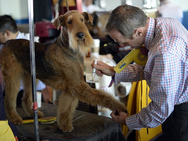 Beautifully-bearded Airedale Terriers are becoming trendier by the month - there were	317 registrations in 2024, rising to 420 last year. That means there are 103 of these loyal pups out there.
