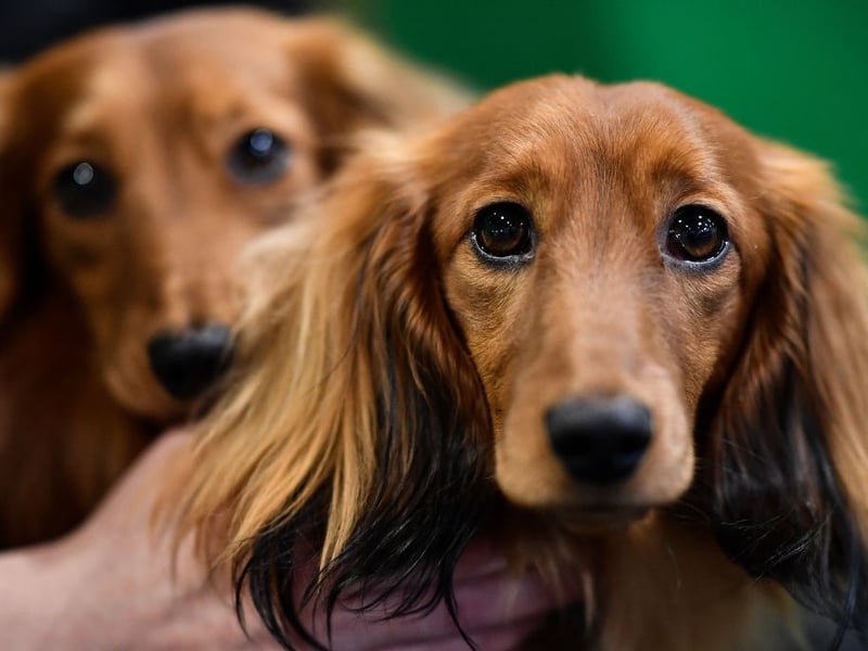 There were 3,694 Miniature Long Haired Dachshunds registered last year. That was 244 more than the year before - making it the dog that's increasing in popularity the most. 