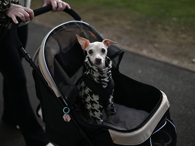 Dainty Italian Greyhounds are enjoying a surge in popularite with 659 registered last year - 118 more than in 2024.