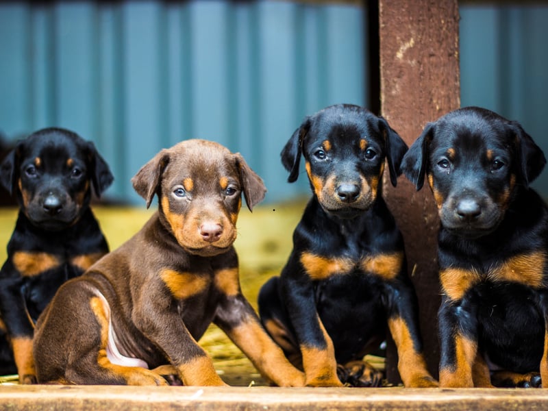 Few dogs are as brave as the Dobermann and they are enjoying a surge in popularity at the moment. A total of 984 were registered in 2024, rising to 1,037 in 2025 - an increase of 53 perfect pups.