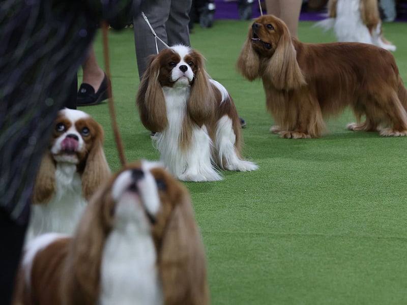 The Cavalier King Charles Spaniel was already pretty popular in 2024, with 3,132 registrations in 2024. That grew to 3,224 last year - an increase of 92.