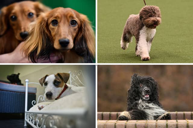 Four dogs that are currently increasing in popularity.