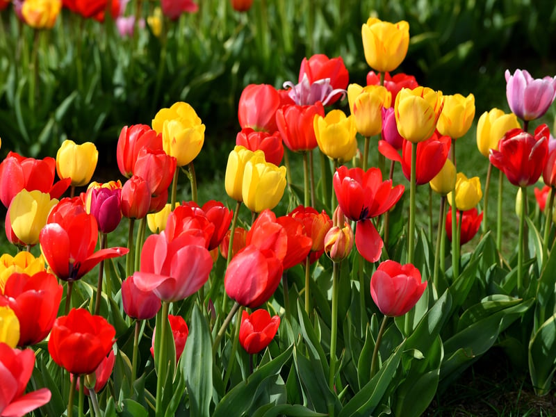 The festival takes place until the start of May
