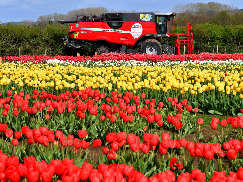 Tractors from the farm are also on show as part of the display