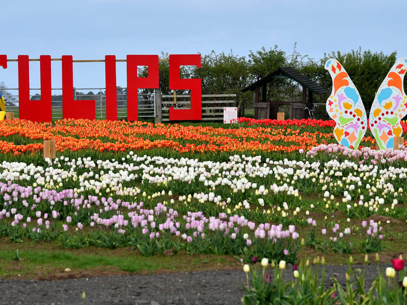 The Tulip festival is one of the highlights for the farm    