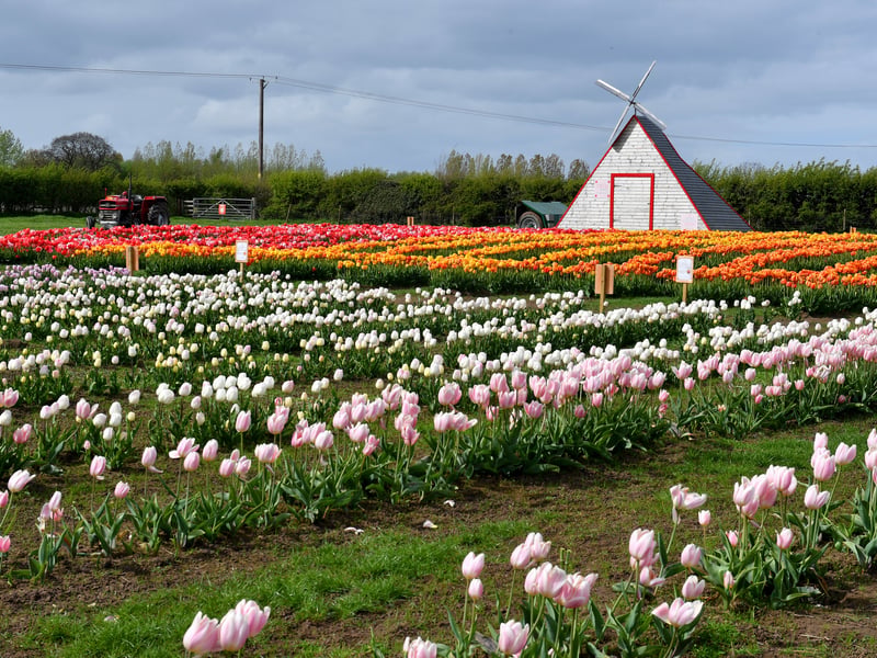 Windmills have been included as part of the display in a nod to the Netherlands