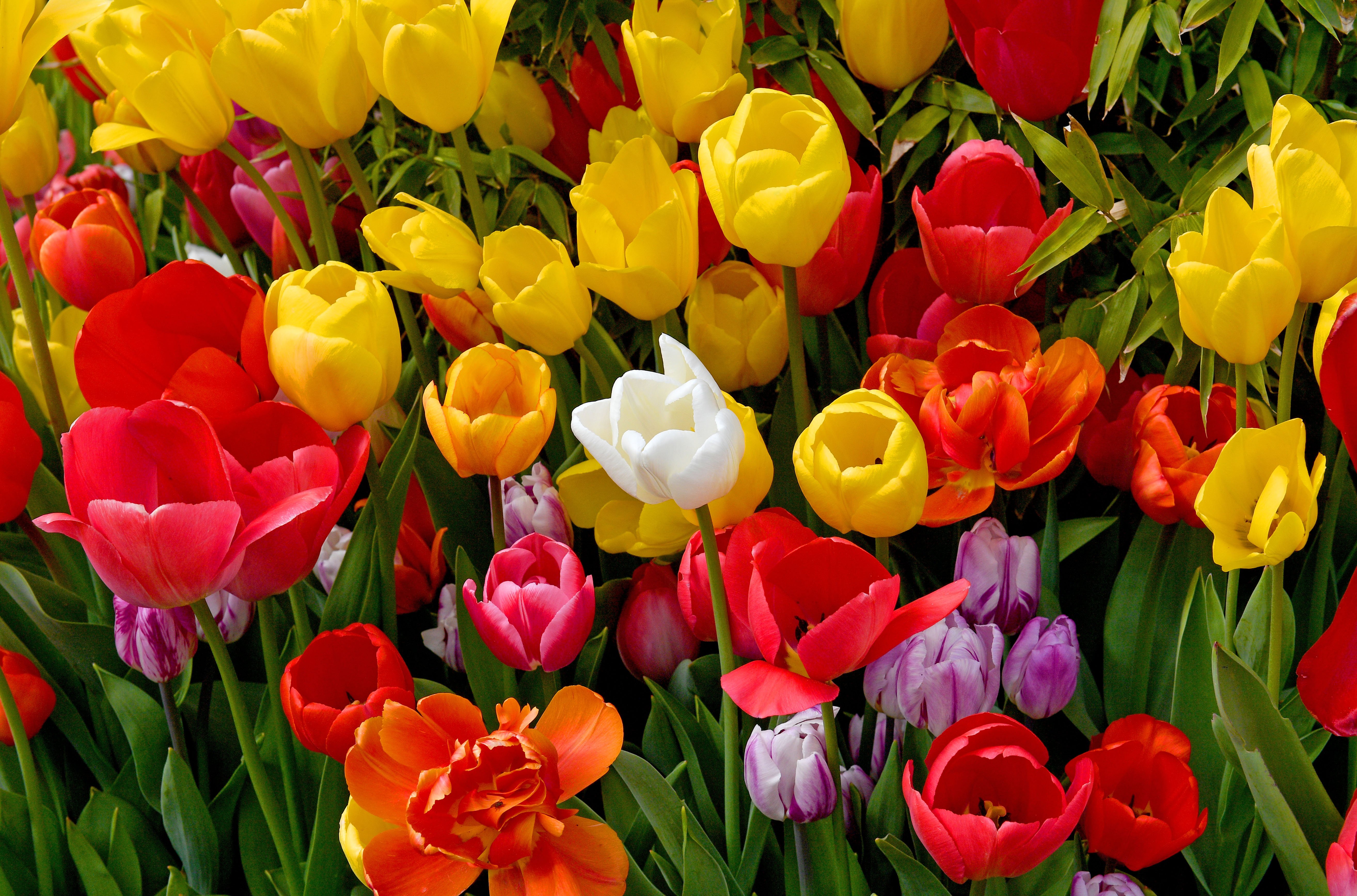 The beautiful Tulip Festival is in full bloom at Lower Drayton Farm