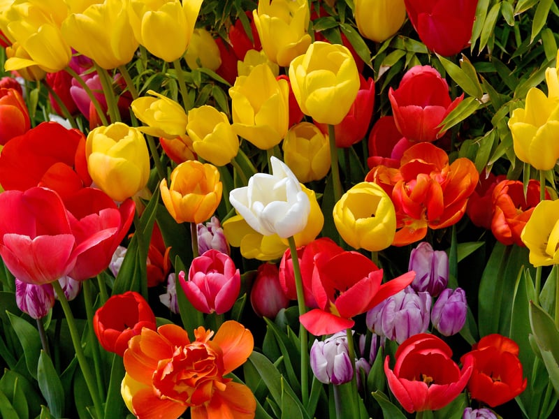 The beautiful Tulip Festival is in full bloom at Lower Drayton Farm