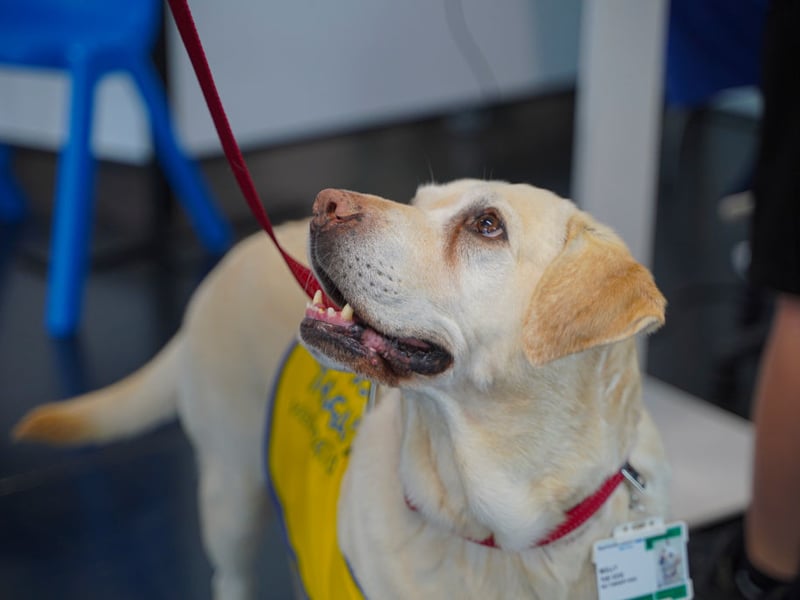 The loving Labrador Retriever is still, by some distance, the UK's favourite dog breed, but it's not as popular as it once was. There were 4,222 fewer registrations of these gorgeous dogs in 2025 - dropping from 34,141 to a still-sizable 29,919.