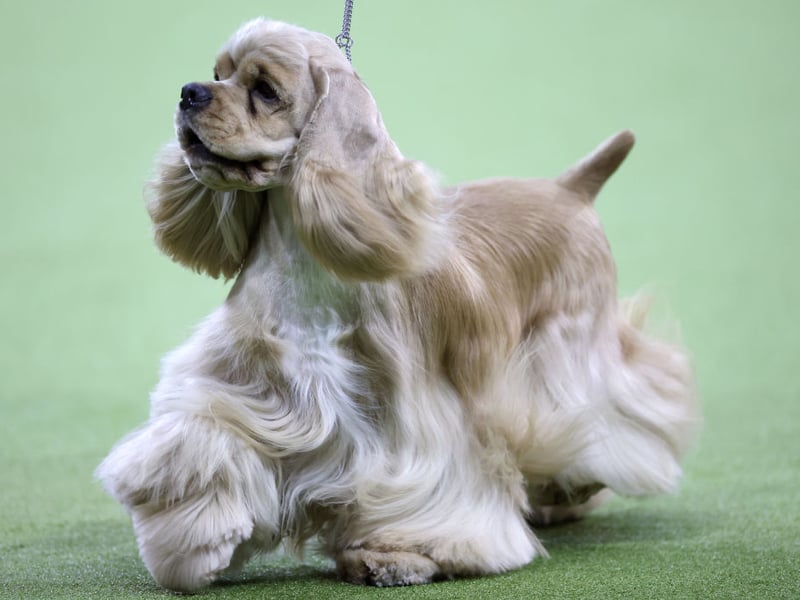 The Cocker Spaniel was the secind most popular dog breed in Britain last year but its numbers are seriously dipping - from 23,177 registrations in 2024 to 21,618 in 2025. That's 1,559 fewer new dogs.