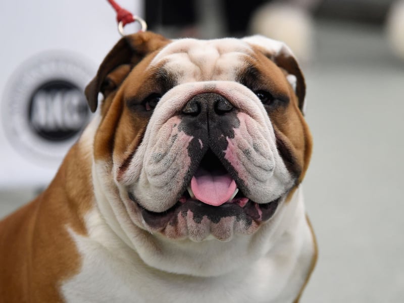 Like its more popular diminuative French cousin, the English Bulldog is suffering something of a downturn. There were just 2,711 registered in 2025 compared to 3,865 the year before - a reduction of 1,154.