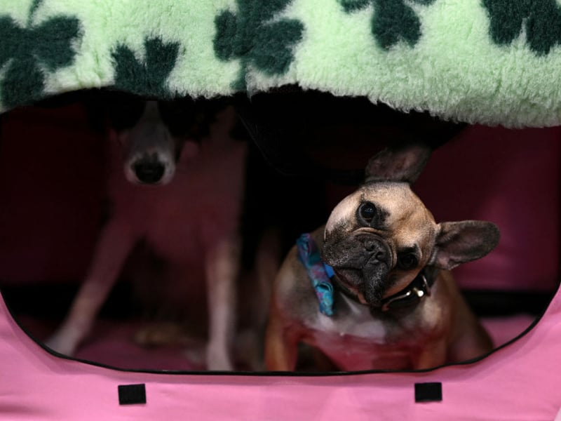 A few years ago the French Bulldog was close to becoming Britain's favourite dog breed. Since then its number have been falling dramatically. In 2004 there were 13,789 Royal Kennel Club registrations of French Bulldogs, but in 2025 there were just 7,750 - an enormous drop of 6,039.