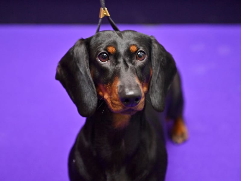 While its long haired cousin is soaring in popularity, the Miniature Smooth Haired Dachshund has tumbled down the doggy popularity league table. There were 11,664 registrations in 2024 but only 8,908 in 2025 - a drop of 2,756.