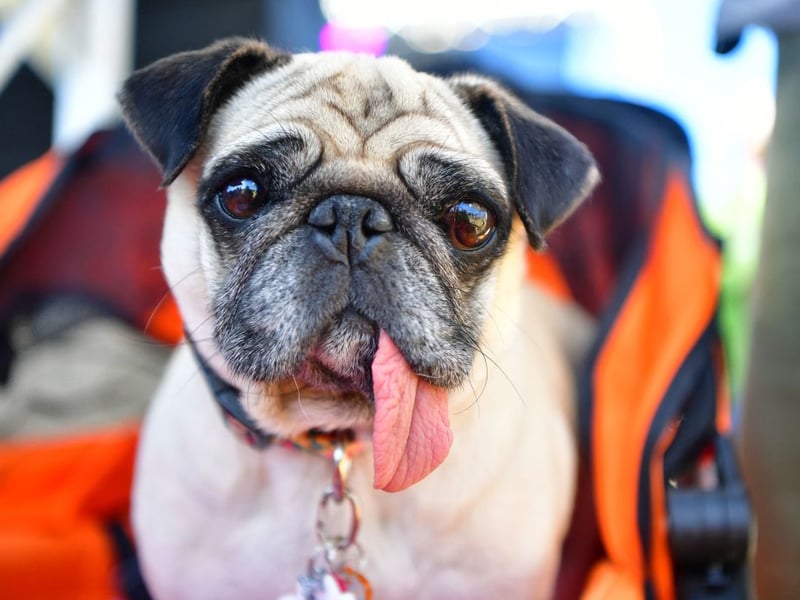 The wonderfully wrinkly Pug completes our list, with 482 fewer registrations in 2025 than the year before - dropping from 1,316 to 834.