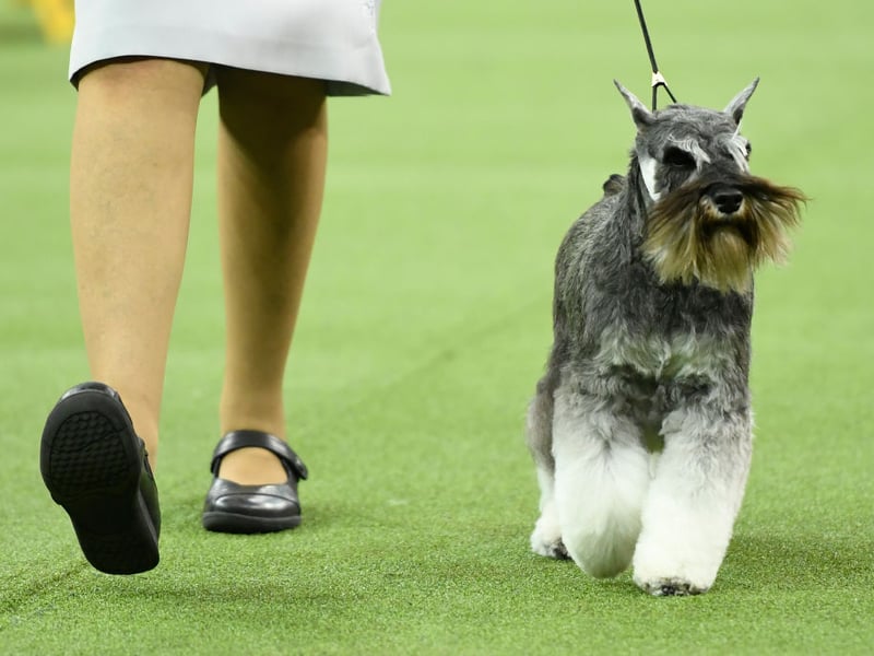 There were 739 fewer Miniature Schnauzers registered with the Royal Kennel Club in 2025 than the year before - down from 3,695 to 2,956 pups.