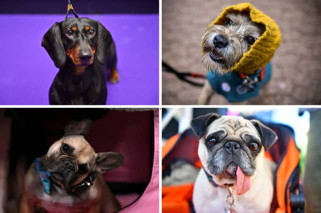 Four of the dog breeds that are declining in numbers in the UK.