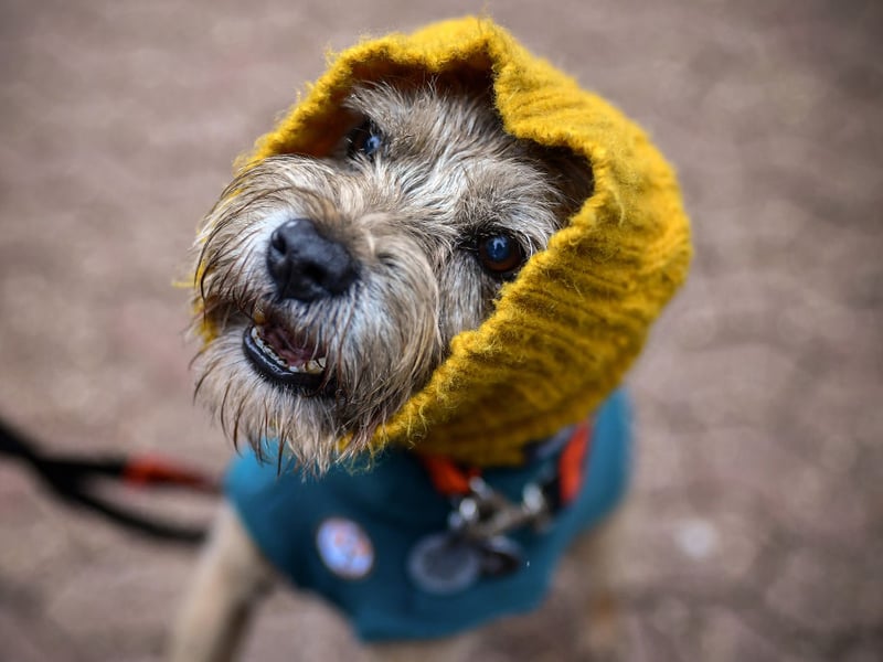 Named after the border between England and Scotland where it was first bred, there were 3,181 Border Terrier registrations in 2025, compared to 3,675 the year before - a drop of 494 pooches.