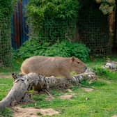The capybara brothers travelled from the Gaia Zoo in the Netherlands to their new home in the Amazonas Reserve at Yorkshire Wildlife Park.