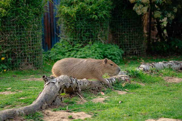 The capybara brothers travelled from the Gaia Zoo in the Netherlands to their new home in the Amazonas Reserve at Yorkshire Wildlife Park.