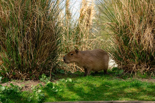 The capybara brothers have been a big hit with rangers so far with their laid back attitude.
