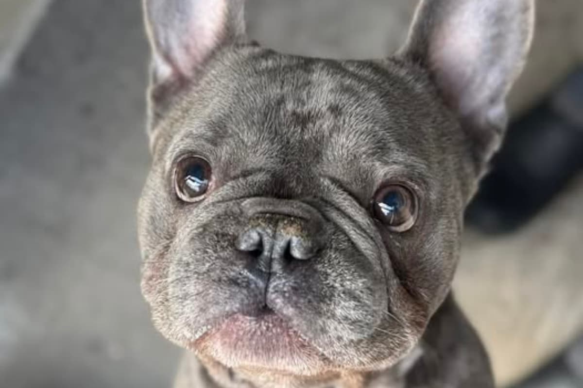 From playful pups to forgotten oldies - these 9 Sheffield pups desperately ...