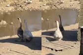 Geese relocated to safer area after being spotted waddling along roads in Sheffield.