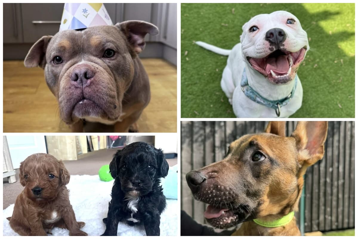 11 bezaubernde Hunde warten bei Helping Yorkshire Poundies ...