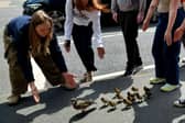 Over a dozen members of the public stepped in to rescue a family of new born ducklings from the dangers of Sheffield's Ecclesall Road on May 10.