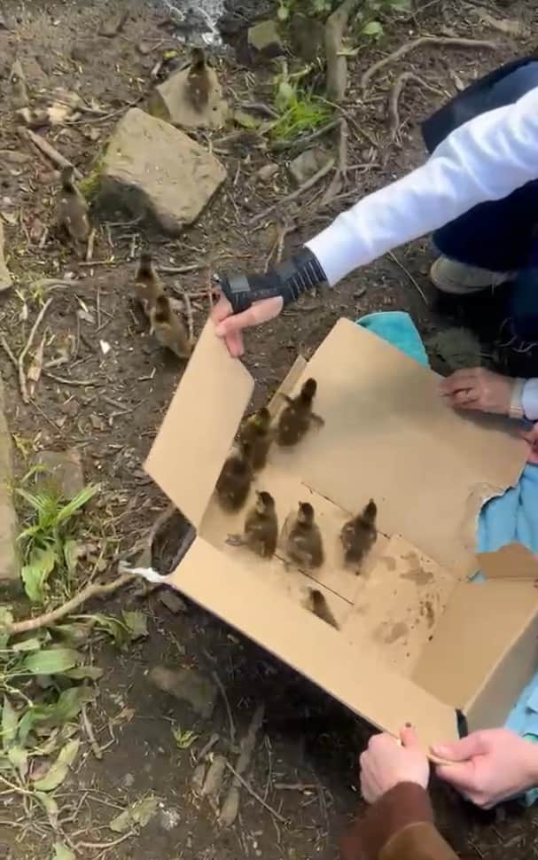 Passers-by flock together to rescue family of lost ducklings on road