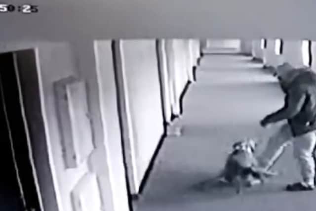 A man from Sheffield, Mason Sestanovich, aged 24, of Wincobank, was caught on CCTV kicking and slapping his dog has been banned from keeping animals for life and handed a suspended prison sentence. Photo: RSPCA