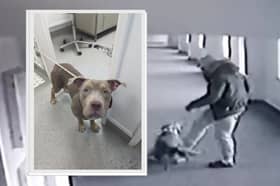 The RSPCA investigated after footage showing a man launching a prolonged attack on a bullbreed dog, called Chicago (inset),  in the hallway of a block of flats at Hyde Park Terrace in Sheffield. Photo: RSPCA