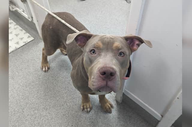 Chicago later had to be 'put to sleep'. Photo: RSPCA