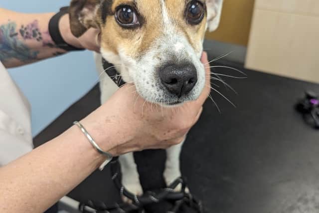   RSPCA Officers discovered three dogs - two Yorkshire terriers called Lucy and Chase, and a 12-year-old Jack Russell called Patch.   