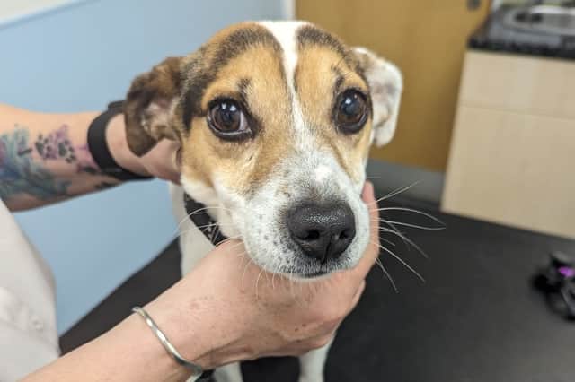 A Sheffield mother and son have been banned from keeping animals for five years after the RSPCA discovered dogs and cats living in filthy, flea-infested conditions inside a Norfolk Park home.