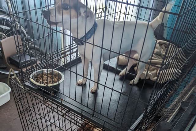 A Sheffield mother and son have been banned from keeping animals for five years after the RSPCA discovered dogs and cats living in filthy, flea-infested conditions inside a Norfolk Park home.