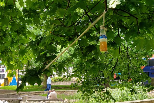 A bottle of human waste hanging from a tree on Ellesmere Green on May 20, 2026.