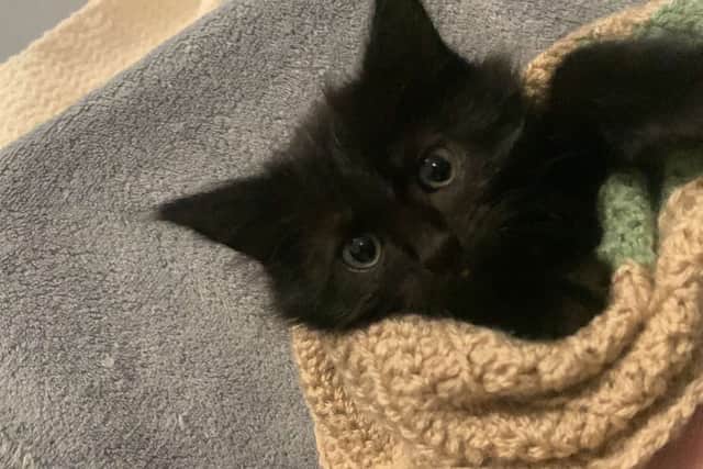 Cat-Ching is a small, home-based rescue in Sheffield. It was founded in 2019 by Lauren.