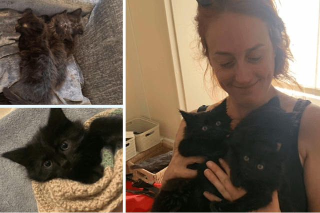 Lauren James-Thompson - the founder of Cat-CHING - helped save the lives of three kittens.