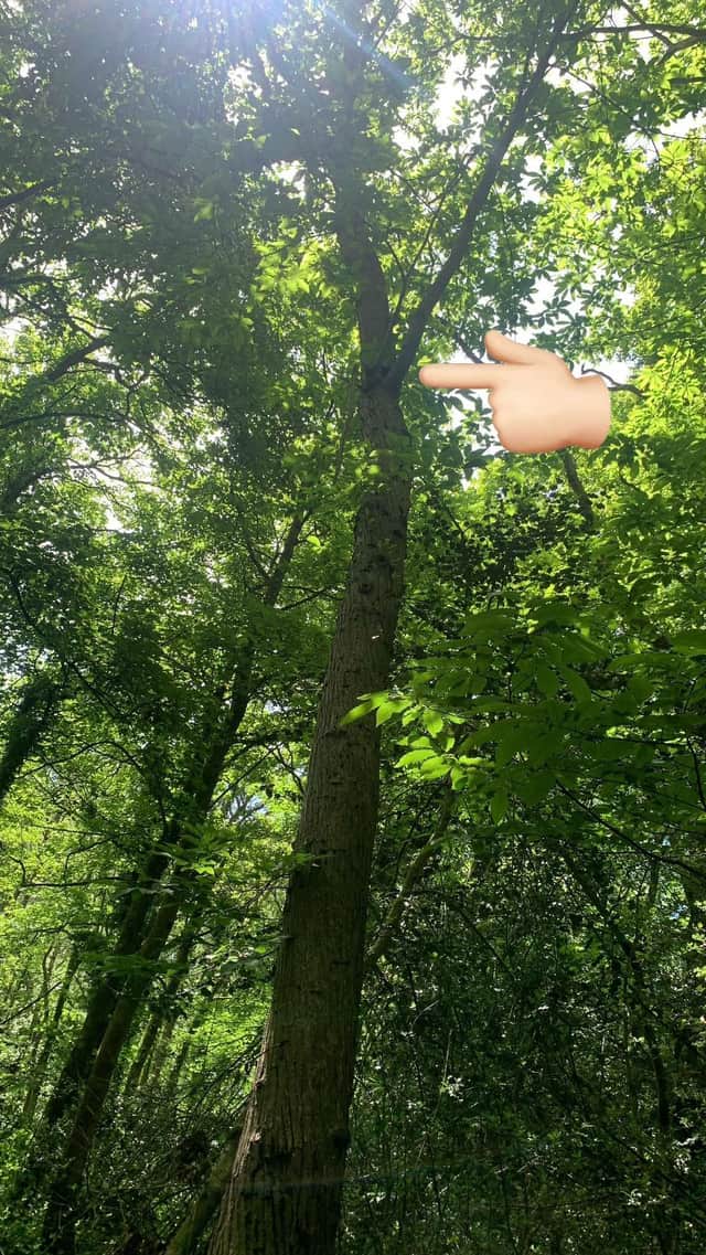Lauren managed to save one of the kittens by catching it in a towel as it fell from the top of a tree.