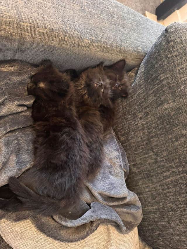 The three siblings are now relaxing back in their foster home after being rescued by Lauren and Liz.