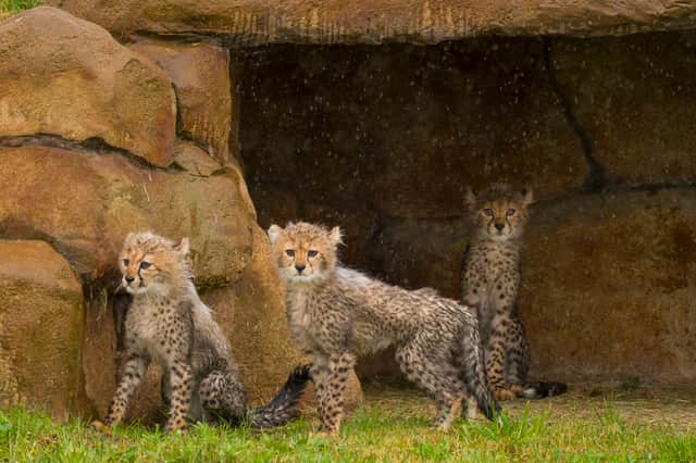Cheetah cubs explore their outdoor enclosure for the first time at Yorkshire Wildlife Park, in Doncaster, South Yorkshire.