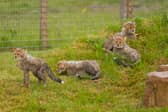The four young cubs were born at Yorkshire Wildlife Park earlier this year.