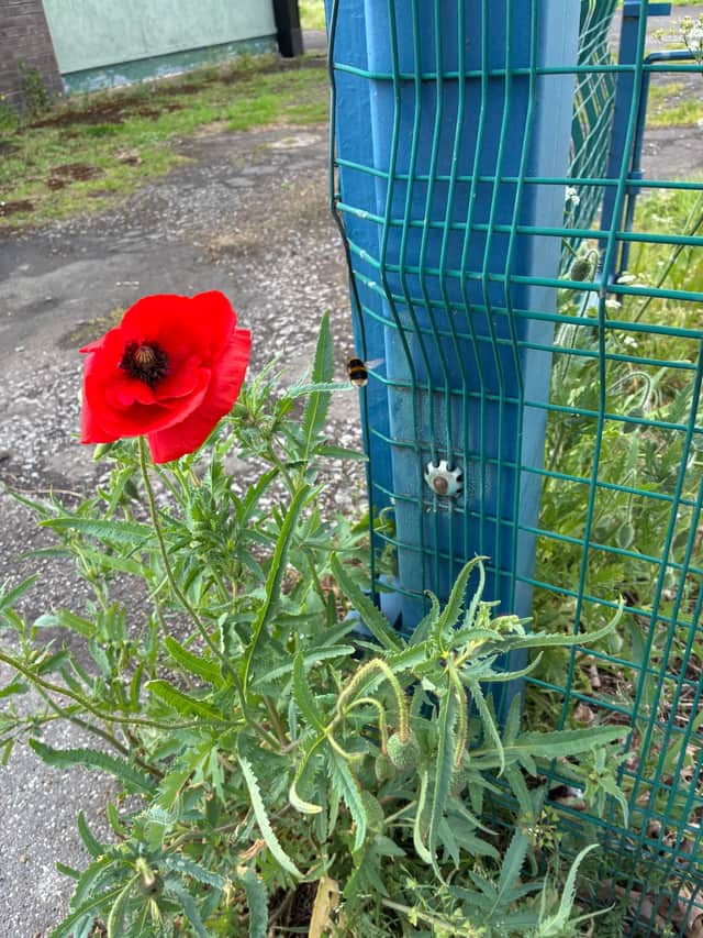 "I was looking through the park one day and just saw one singular poppy growing on its own. It sounds a bit cheesy but I saw it as a sign to try and do something with the area.”