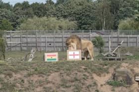Lion predictes who will win the England v Ghana World Cup match at Yorkshire Wildlife Park.