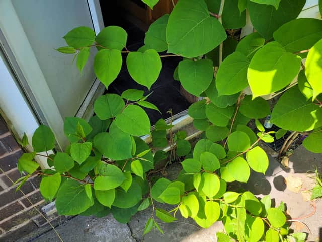 There have been more sightings of Japanese Knotweed in Sheffield than any other area of Yorkshire