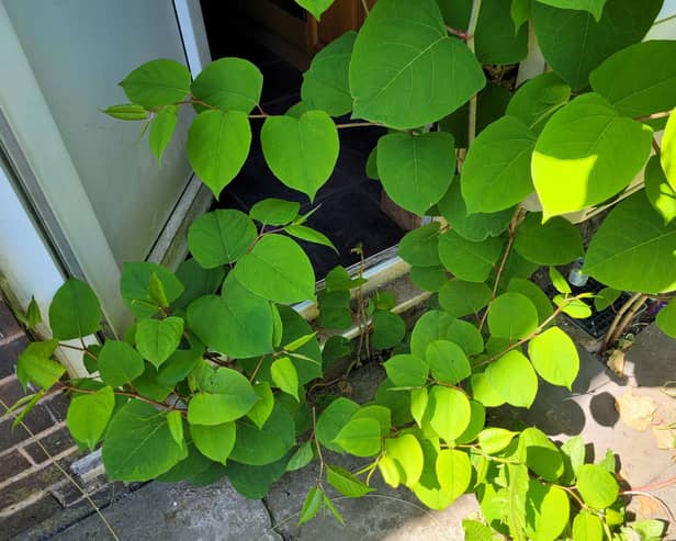There have been more sightings of Japanese Knotweed in Sheffield than any other area of Yorkshire