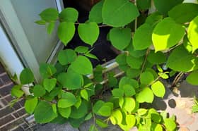 There have been more sightings of Japanese Knotweed in Sheffield than any other area of Yorkshire