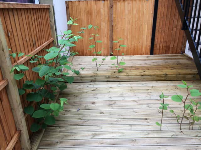 Japanese Knotweed is infamous for decreasing the value of a property.